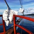 Private Charter Dive Boat komodo raja ampat ambon - Labuan Bajo ラブハンバジョ - Indonesia インドネシアのホテル